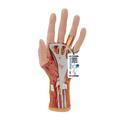 3B Scientific Internal Hand Structure Model - w/ 3B Smart Anatomy 1000349